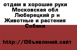 отдам в хорошие руки - Московская обл., Люберецкий р-н Животные и растения » Собаки   